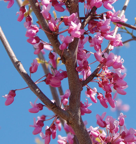 Eastern Redbud Single Stem
