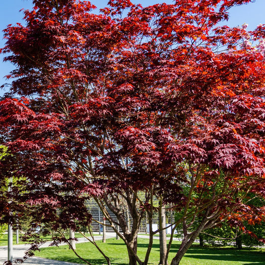 Acer Palmatum 'Emperor 1'