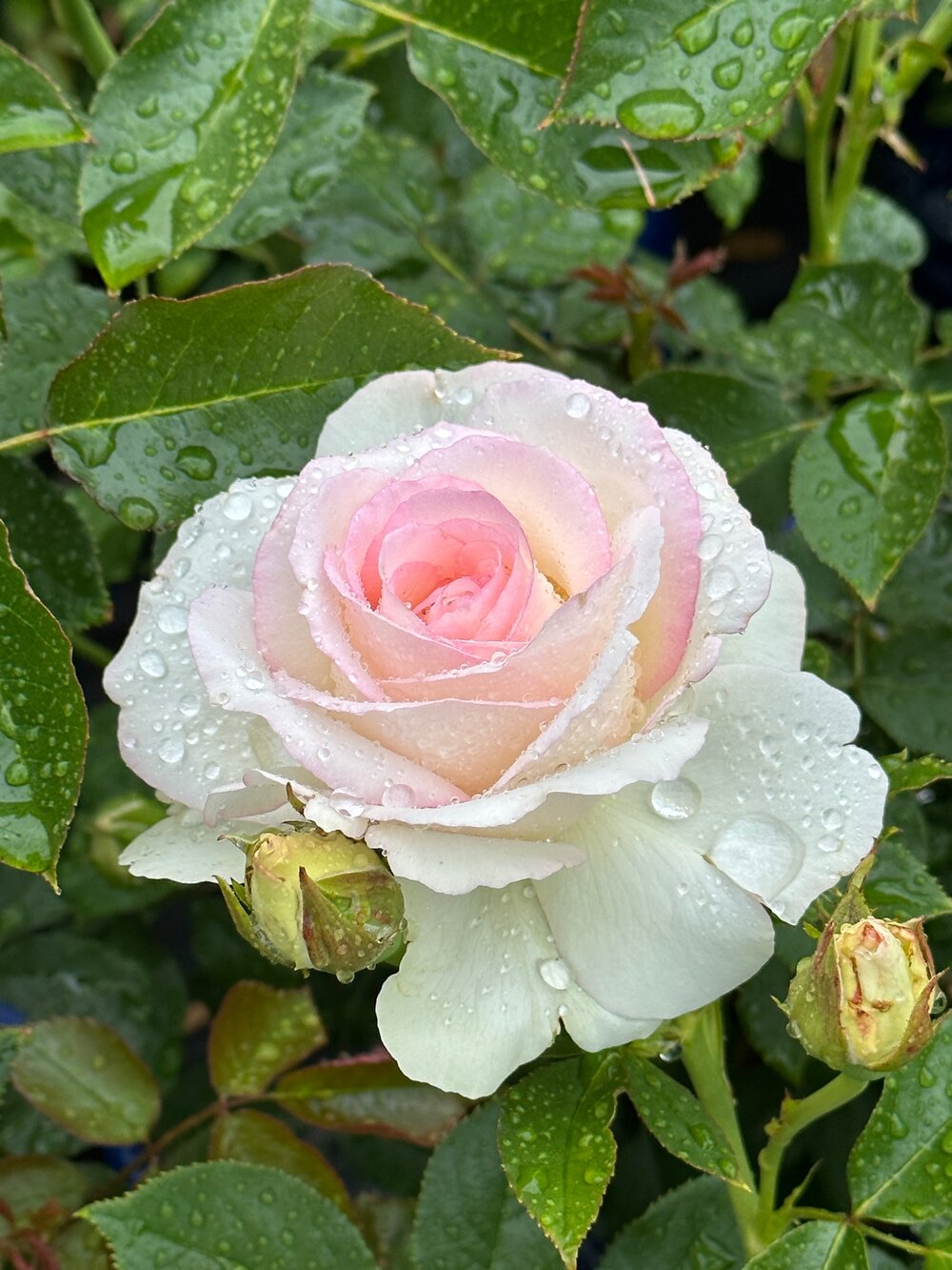 Eden Climber® White