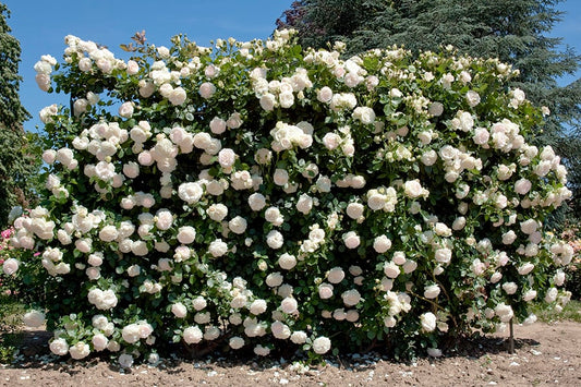 Eden Climber® White