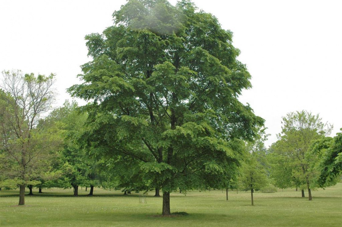 Elm