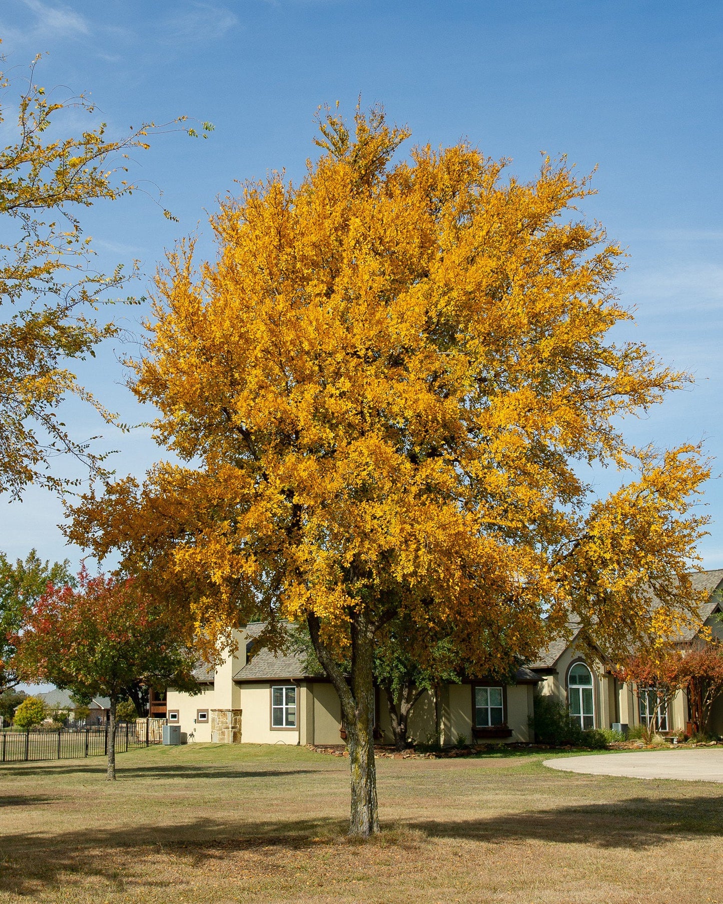 Elm