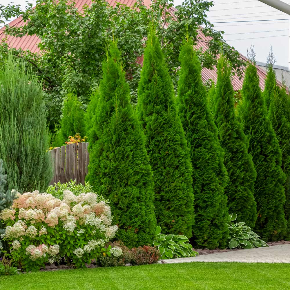 9-10 Ft Emerald Cedar