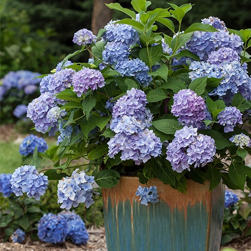 Hydrangea Endless Summer® Original