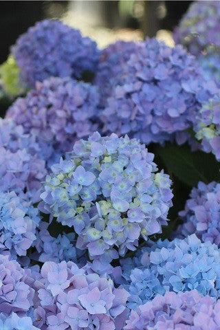 Hydrangea macrophylla Endless Summer® Original