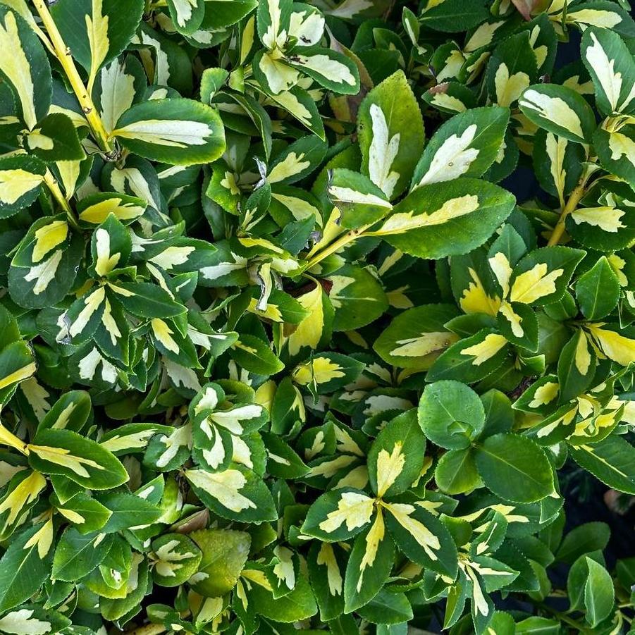 Euonymus fortunei 'Moonshadow'