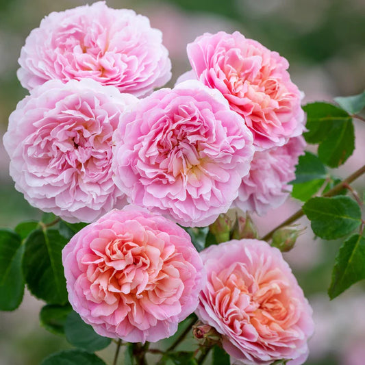 Eustacia Vye David Austin Rose