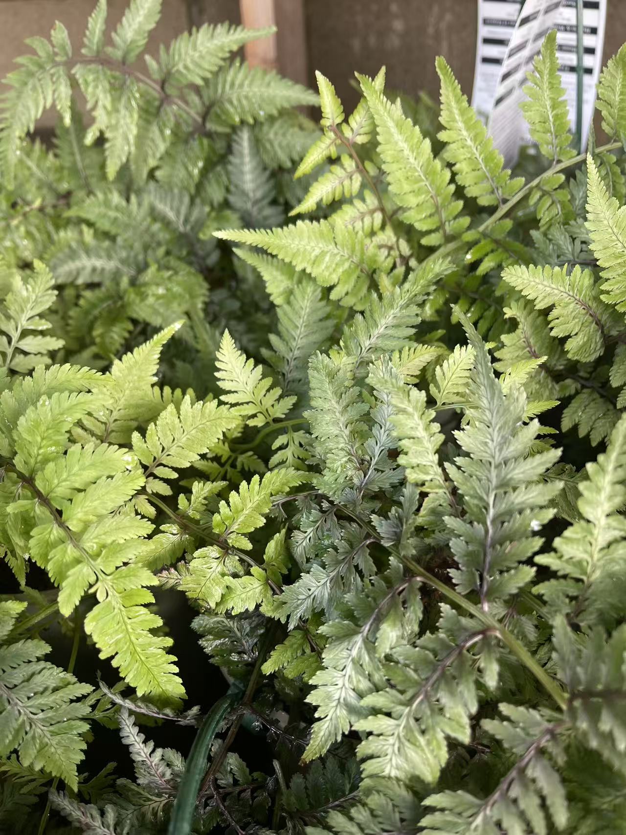 Fern 'Pictum'