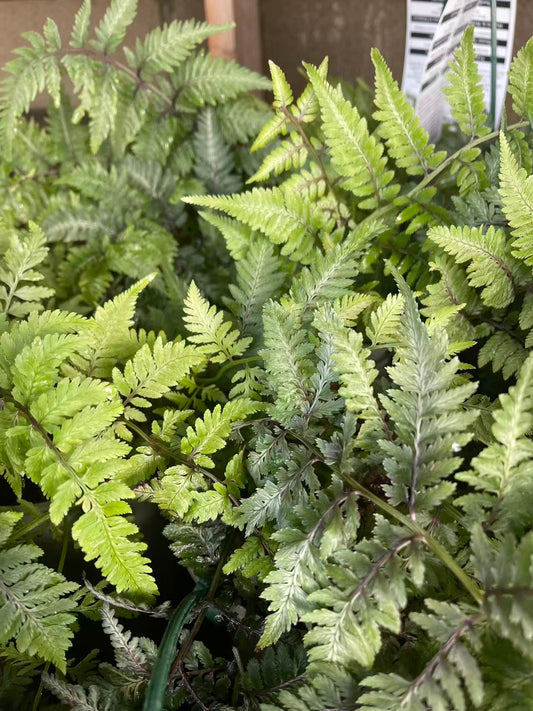 Fern 'Pictum'