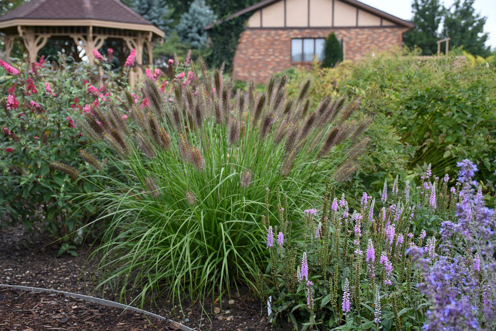 Fountain Grass 'Ginger Love'