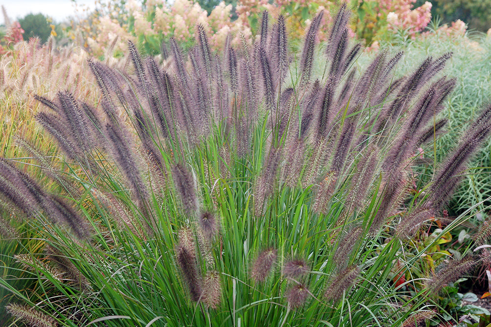 Fountain Grass 'Ginger Love'