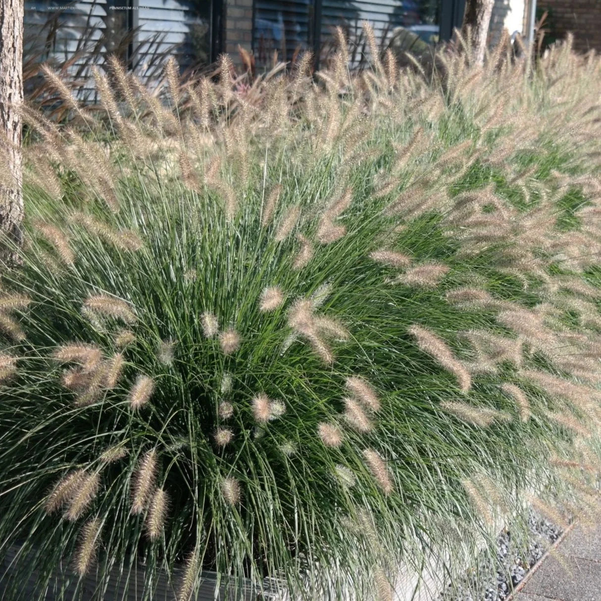 Fountain Grass ‘Hameln’
