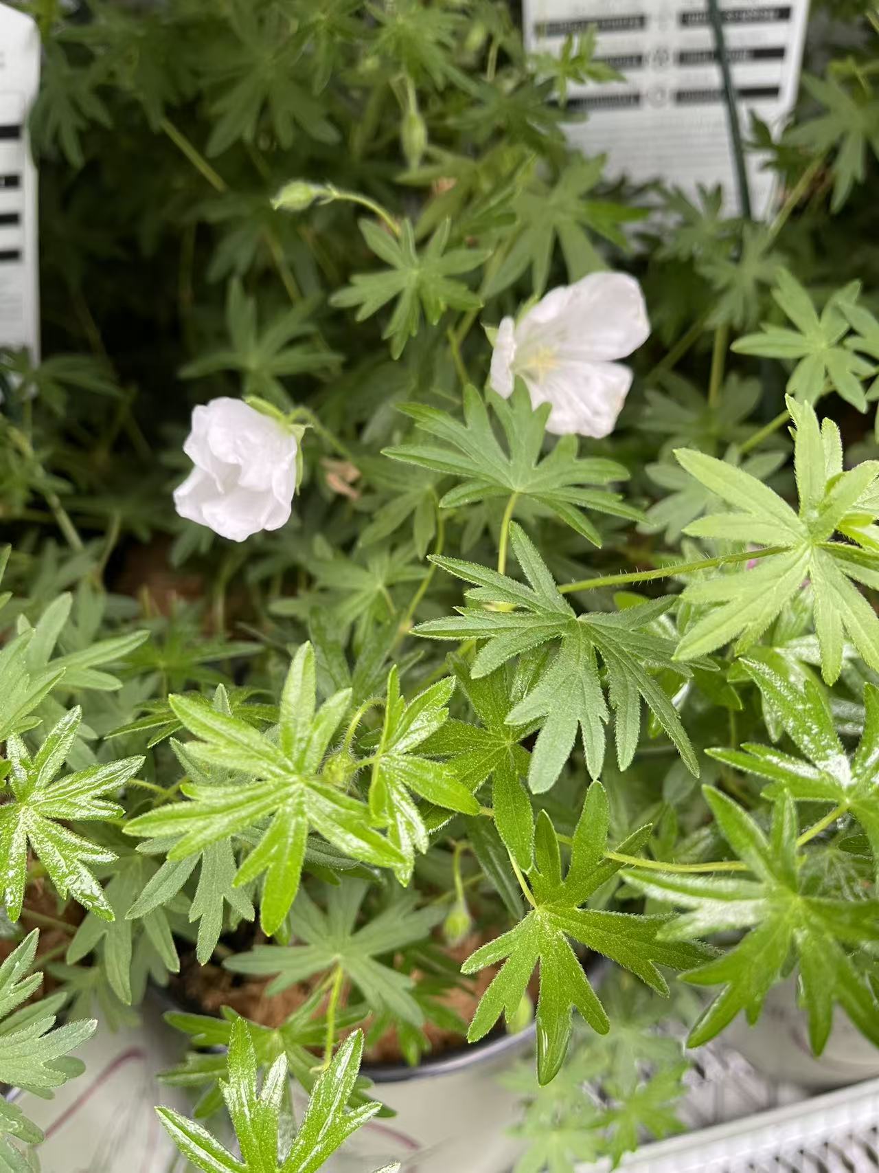 Geranium 'Album'