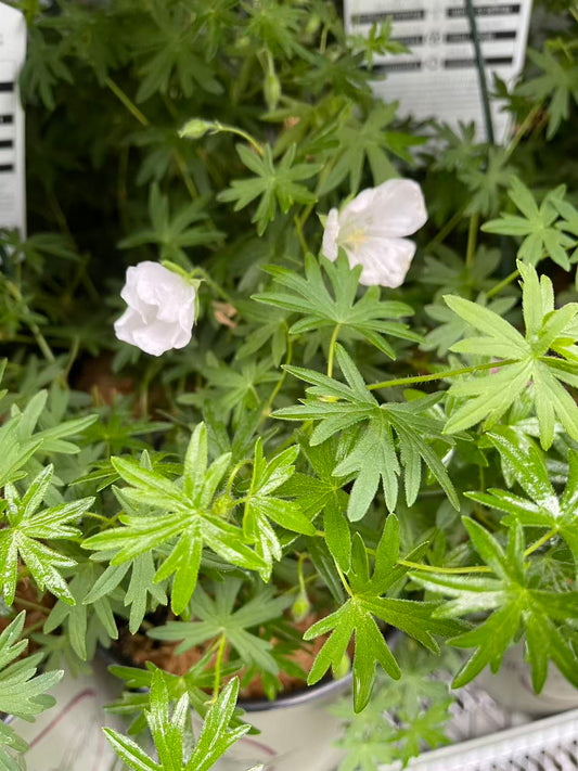 Geranium 'Album'