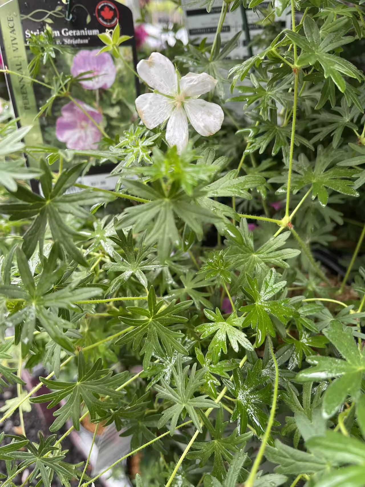 Geranium 'Album'