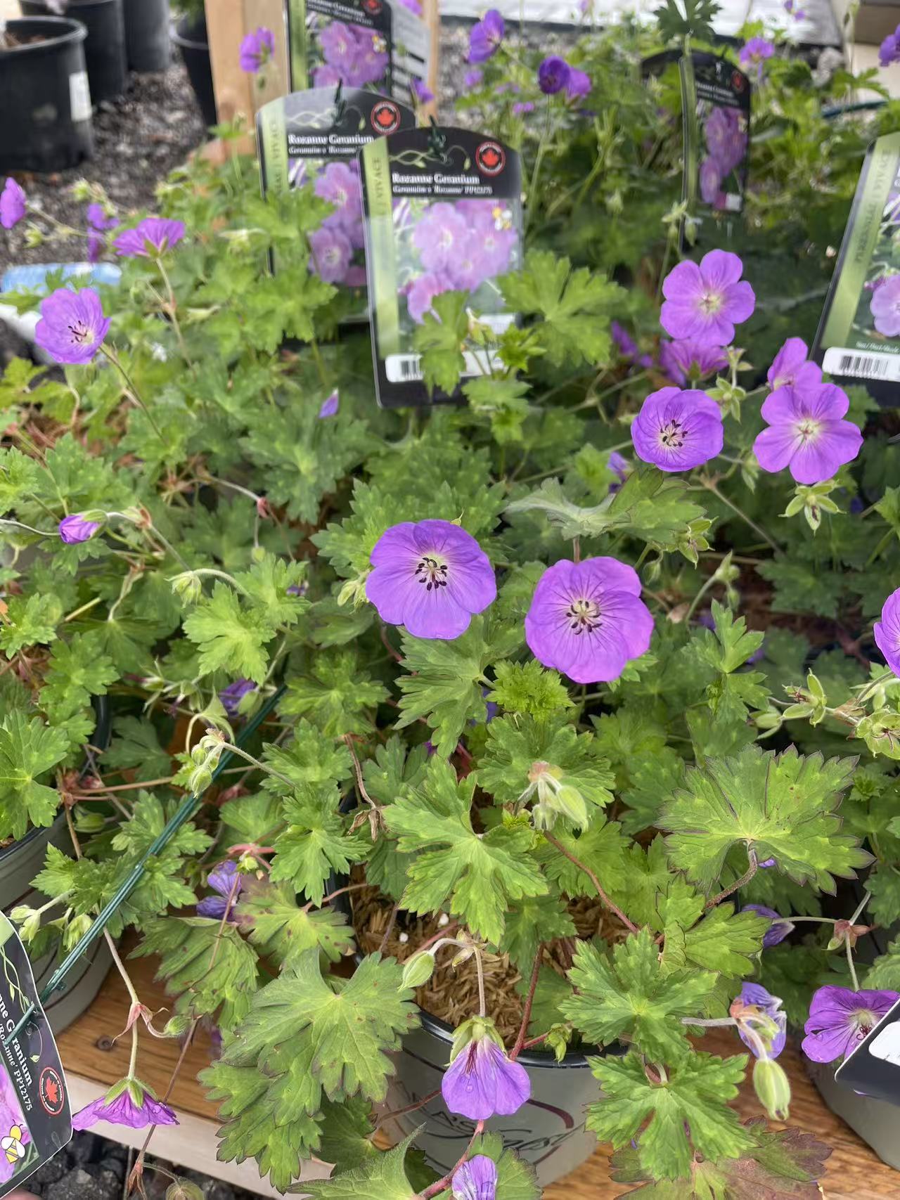 Geranium 'Rozanne'