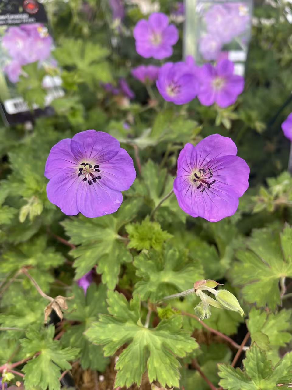 Geranium 'Rozanne'