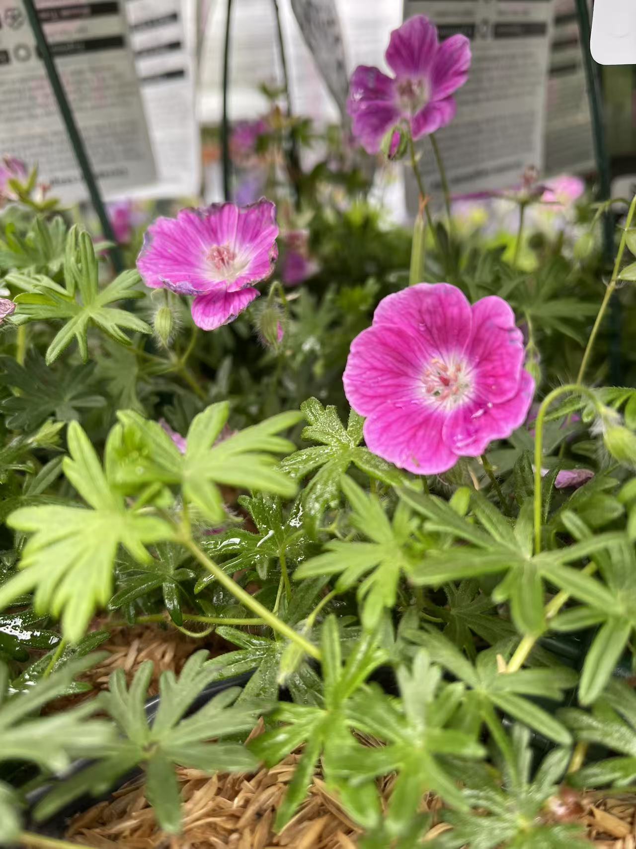 Geranium 'Elke'