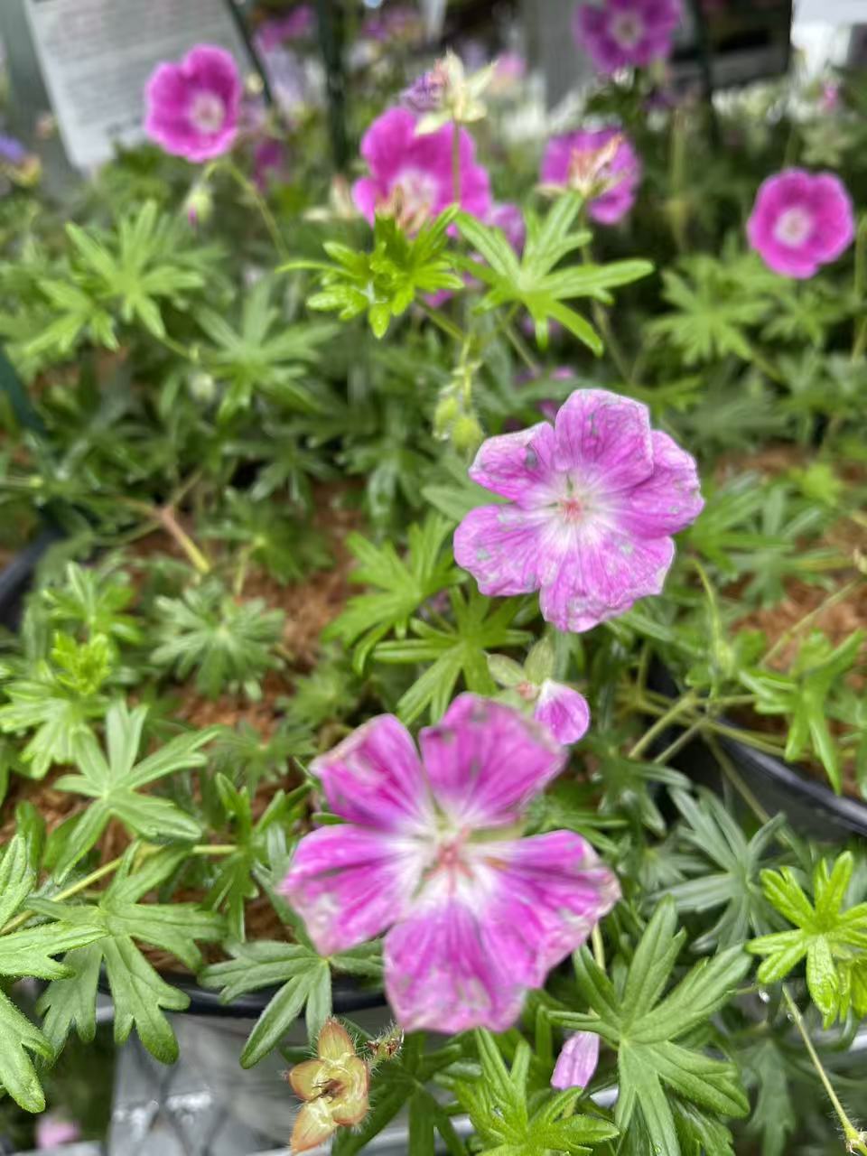 Geranium 'Elke'