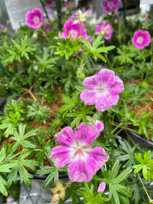 Geranium 'Elke'