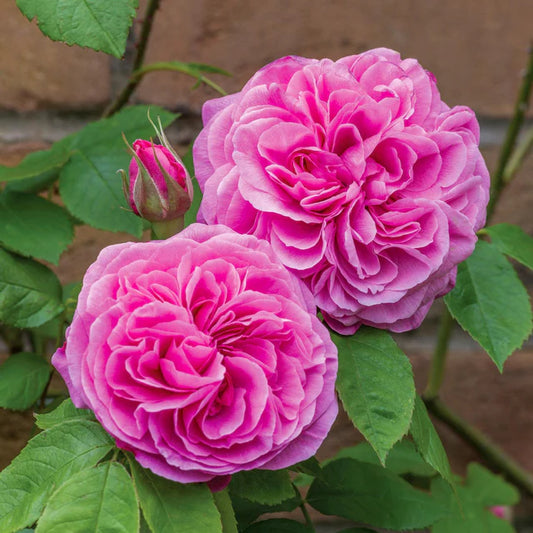Rose Plants for Sale Toronto | David Austin, Climbing & Garden