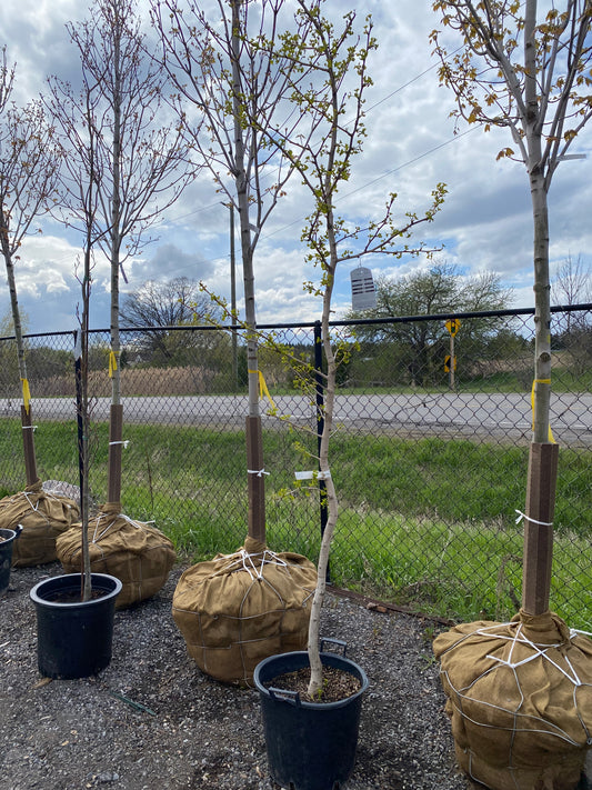 Ginkgo biloba 'Magyar'