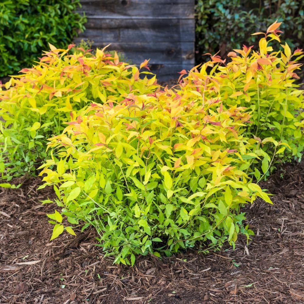 Goldflame Spirea
