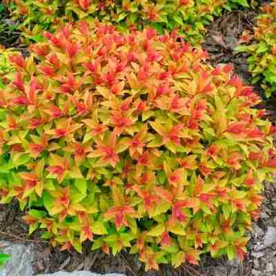Goldflame Spirea