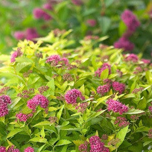 Goldflame Spirea