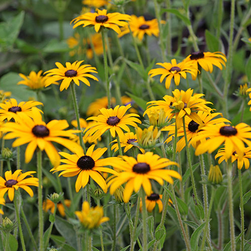 'Goldsturm' Black-Eyed Susan