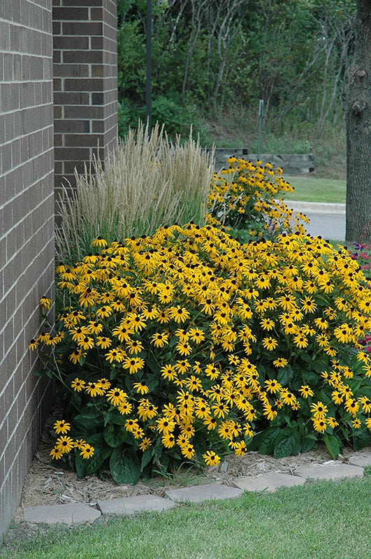 'Goldsturm' Black-Eyed Susan