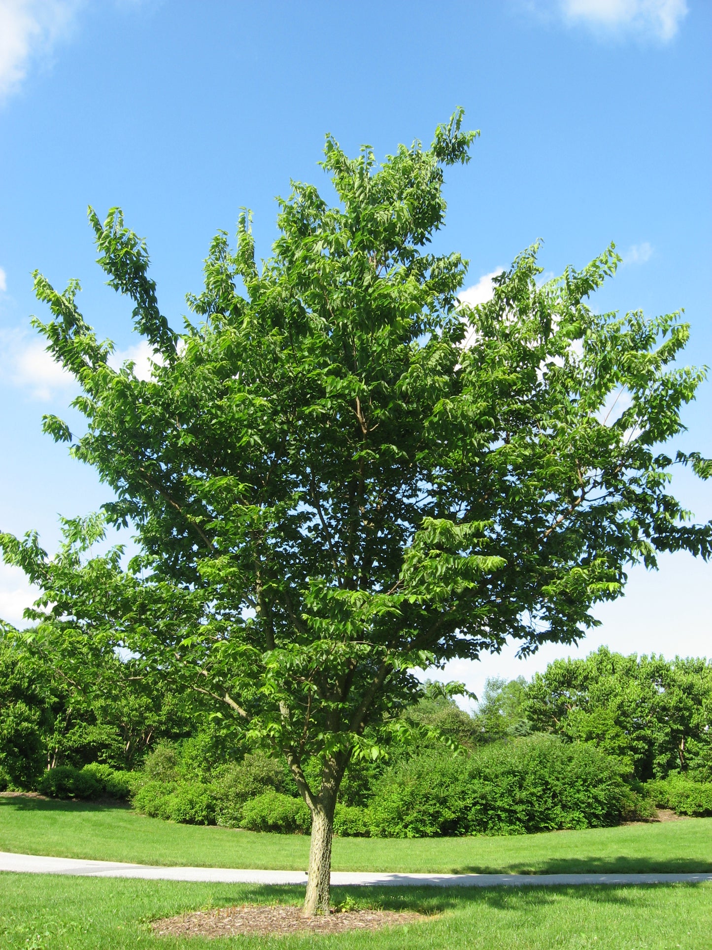Hackberry Celtis occidentalis