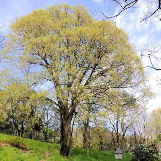 Hackberry Celtis occidentalis