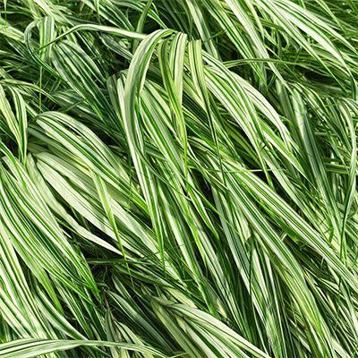Hakone Grass 'Lime Zest'