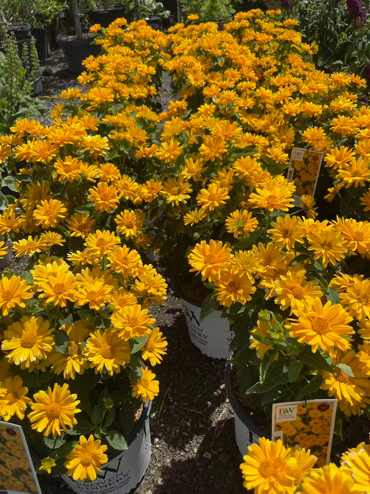 Heliopsis Athena Gold False Sunflower