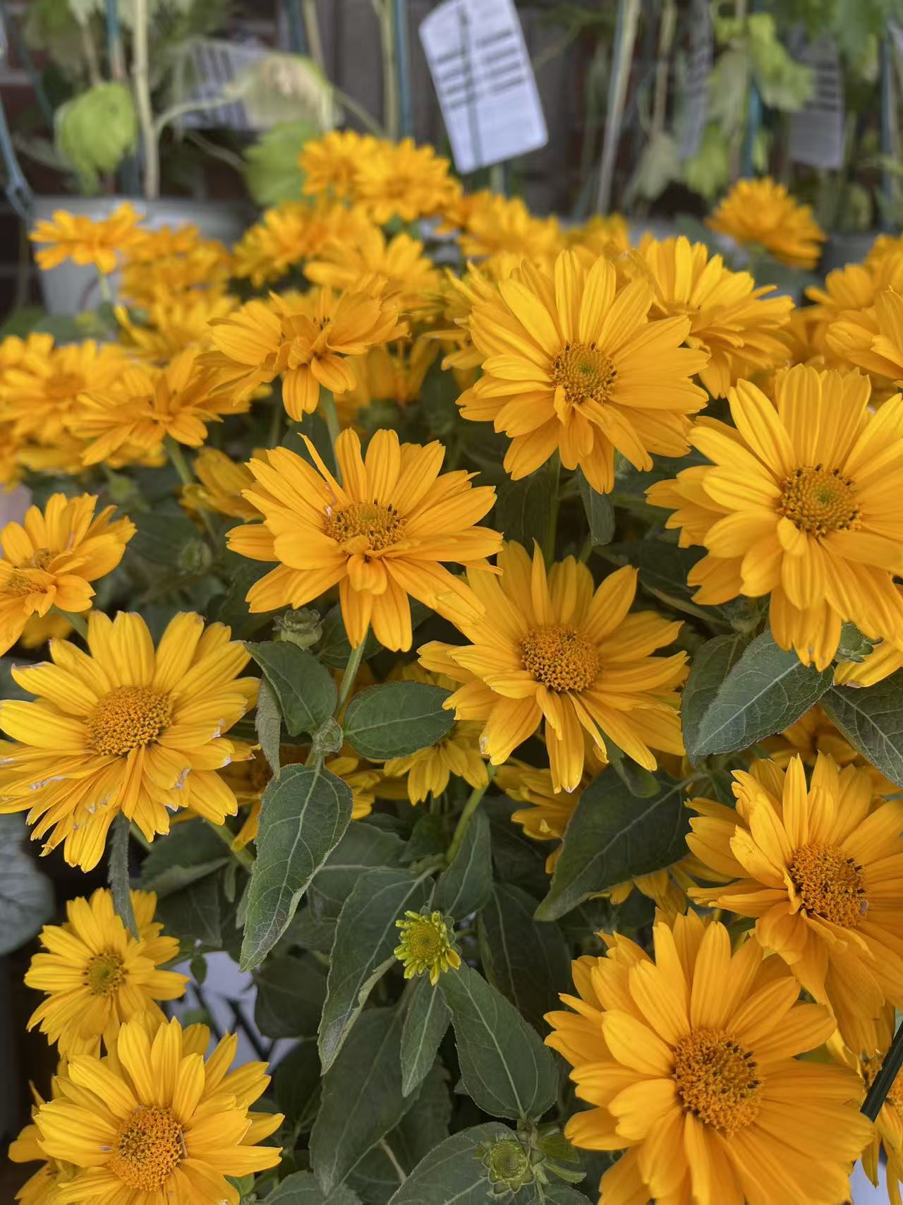 Heliopsis Athena Gold False Sunflower