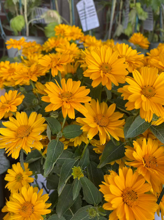 Heliopsis Athena Gold False Sunflower