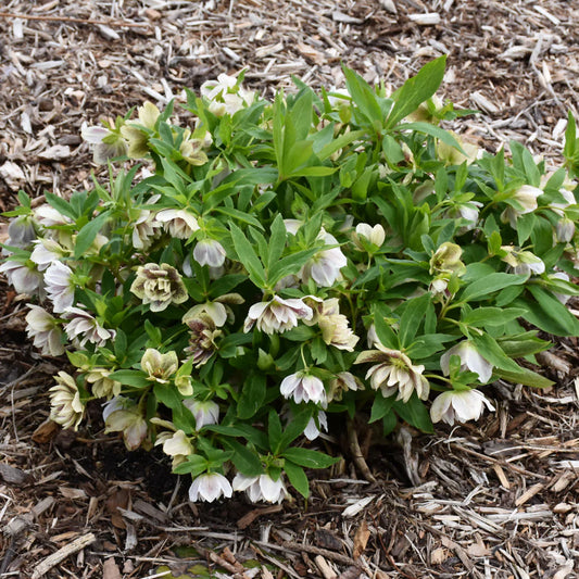Perennial Plants for Sale Toronto | Hosta, Lavender, Peonies