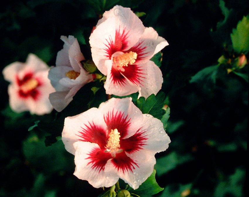 Rose of Sharon 'Helene' Std