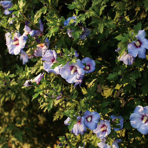 Rose Of Sharon Azurri Blue Satin