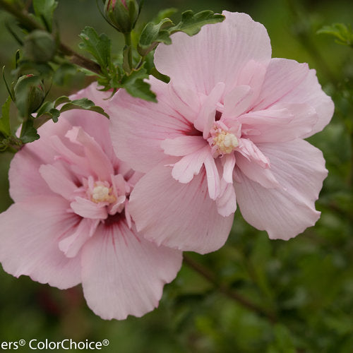 Rose Of Sharon Pink Chiffon