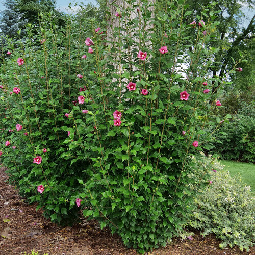 Rose of Sharon Red Pillar