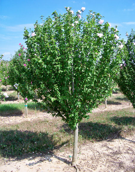 Rose of Sharon ‘Blushing Bride' Std