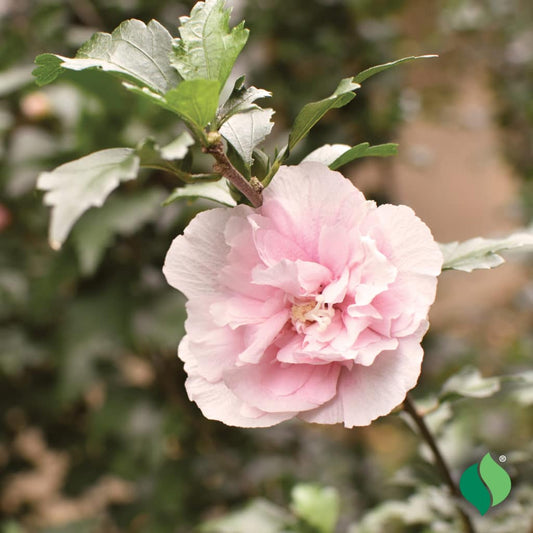 Rose of Sharon ‘Blushing Bride' Std