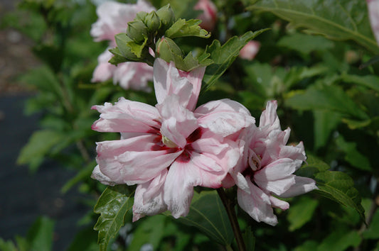 Rose Of Sharon Blushing Bride