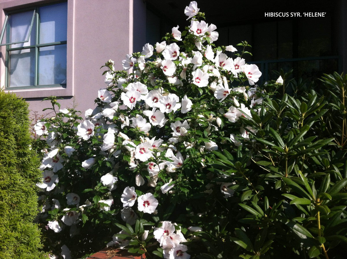 Rose of Sharon 'Helene' Std