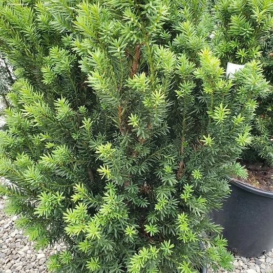 Hill's Yew