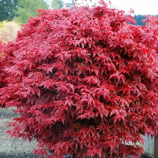 Acer Palmatum 'Hime shojo'
