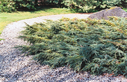 Holger Juniper