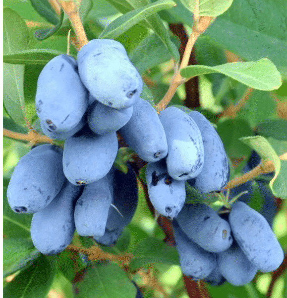 Honeyberry 'Haskap'